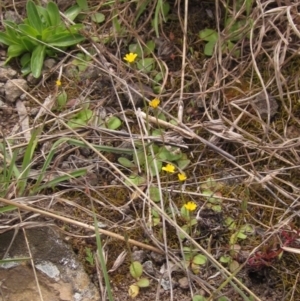 Hypochaeris glabra at Macgregor, ACT - 10 Oct 2021