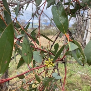 Eucalyptus pauciflora subsp. pauciflora at Gordon, ACT - 3 Oct 2021