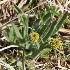 Craspedia variabilis at Coree, ACT - 9 Oct 2021