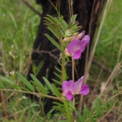 Vicia sativa subsp. nigra (Narrow-leaved Vetch) at Macgregor, ACT - 9 Oct 2021 by pinnaCLE