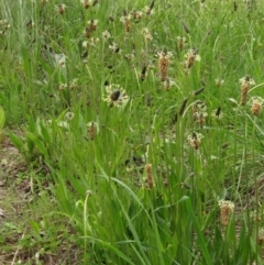 Plantago lanceolata (Ribwort Plantain, Lamb's Tongues) at Umbagong District Park - 9 Oct 2021 by pinnaCLE