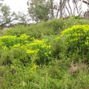 Euphorbia oblongata at Latham, ACT - 10 Oct 2021