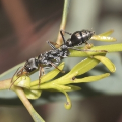 Myrmecia sp., pilosula-group (Jack jumper) at Higgins, ACT - 4 Oct 2021 by AlisonMilton