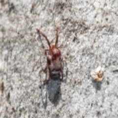 Unverified Mite and Tick (Acarina) at Higgins, ACT - 4 Oct 2021 by AlisonMilton
