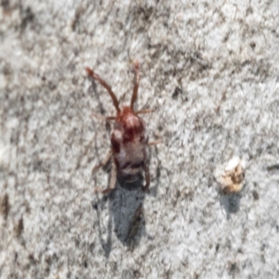 Unverified Mite and Tick (Acarina) at Higgins, ACT - 4 Oct 2021 by AlisonMilton