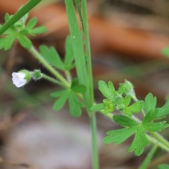 Geranium solanderi var. solanderi (Native Geranium) at Wodonga, VIC - 9 Oct 2021 by KylieWaldon