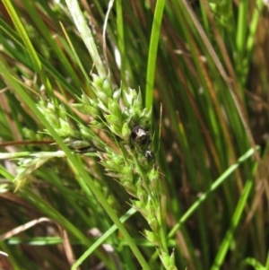 Carex breviculmis at Hawker, ACT - 8 Oct 2021 01:26 PM