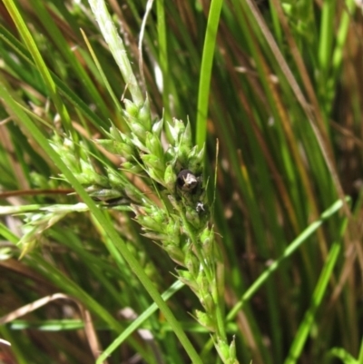 Carex breviculmis (Short-Stem Sedge) at Hawker, ACT - 8 Oct 2021 by pinnaCLE
