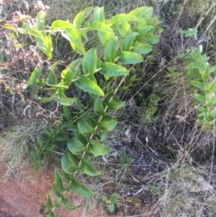 Veronica derwentiana (Derwent Speedwell) at Paddys River, ACT - 9 Oct 2021 by NedJohnston