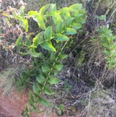 Veronica derwentiana (Derwent Speedwell) at Paddys River, ACT - 9 Oct 2021 by Ned_Johnston