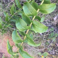 Veronica derwentiana at Paddys River, ACT - 9 Oct 2021