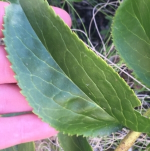 Veronica derwentiana at Paddys River, ACT - 9 Oct 2021