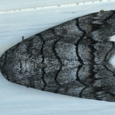 Dysbatus singularis (Dry-country Line-moth) at Ainslie, ACT - 9 Oct 2021 by jb2602