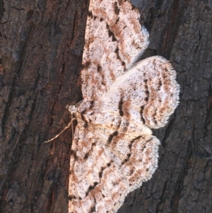 Didymoctenia exsuperata at Paddys River, ACT - 9 Oct 2021 03:41 PM