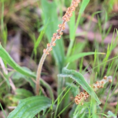 Plantago varia (Native Plaintain) at Wodonga, VIC - 10 Oct 2021 by KylieWaldon