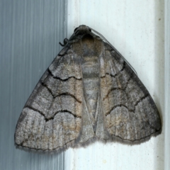 Dysbatus undescribed species (A Line-moth) at Ainslie, ACT - 9 Oct 2021 by jb2602