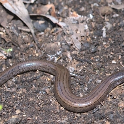Hemiergis talbingoensis (Three-toed Skink) at Tennent, ACT - 8 Oct 2021 by TimotheeBonnet