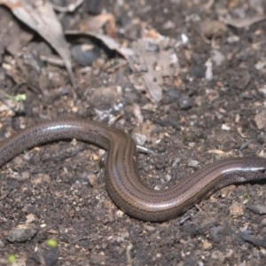 Hemiergis talbingoensis at Tennent, ACT - 9 Oct 2021