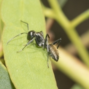 Camponotus aeneopilosus at Hawker, ACT - 4 Oct 2021 11:39 AM