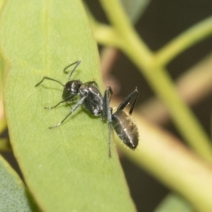 Camponotus aeneopilosus at Hawker, ACT - 4 Oct 2021 11:39 AM