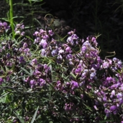 Glycine clandestina (Twining Glycine) at The Pinnacle - 8 Oct 2021 by pinnaCLE