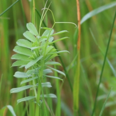 Vicia sativa (Common Vetch) at Wodonga, VIC - 10 Oct 2021 by KylieWaldon