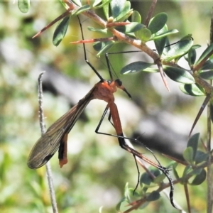 Harpobittacus australis at Tennent, ACT - 9 Oct 2021