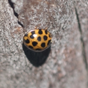 Harmonia conformis at Higgins, ACT - 4 Oct 2021