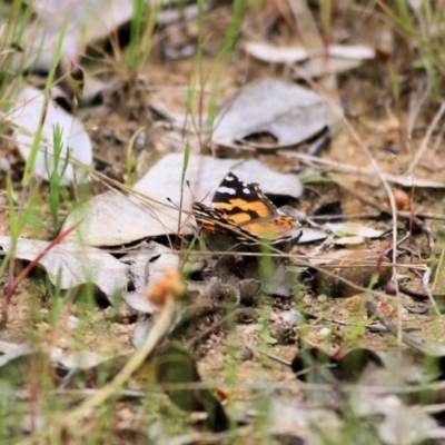 Vanessa kershawi (Australian Painted Lady) at Wodonga, VIC - 10 Oct 2021 by KylieWaldon