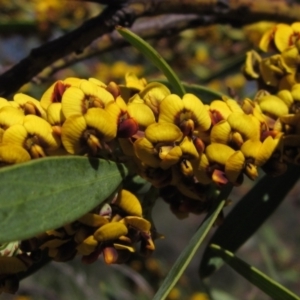 Daviesia mimosoides subsp. mimosoides at Hawker, ACT - 8 Oct 2021