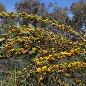 Daviesia mimosoides subsp. mimosoides at Hawker, ACT - 8 Oct 2021