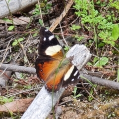 Vanessa itea (Yellow Admiral) at Stromlo, ACT - 10 Oct 2021 by RobG1