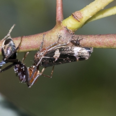 Eurymeloides punctata (Gumtree hopper) at Higgins, ACT - 4 Oct 2021 by AlisonMilton