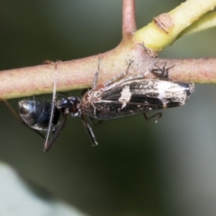 Eurymeloides punctata at Higgins, ACT - 4 Oct 2021 11:50 AM