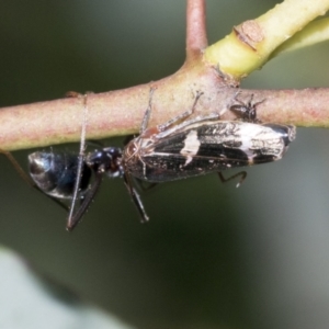 Eurymeloides punctata at Higgins, ACT - 4 Oct 2021 11:50 AM