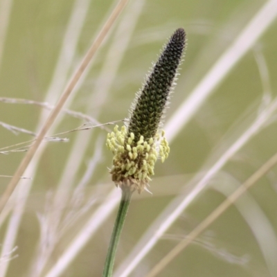 Plantago lanceolata (Ribwort Plantain, Lamb's Tongues) at Wodonga, VIC - 10 Oct 2021 by KylieWaldon