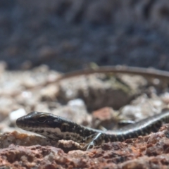 Eulamprus heatwolei (Yellow-bellied Water Skink) at Tennent, ACT - 9 Oct 2021 by TimotheeBonnet