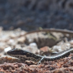 Eulamprus heatwolei at Tennent, ACT - 9 Oct 2021 10:00 AM