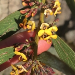 Daviesia mimosoides (Bitter Pea) at Paddys River, ACT - 9 Oct 2021 by Ned_Johnston