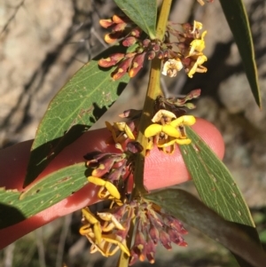 Daviesia mimosoides at Paddys River, ACT - 9 Oct 2021