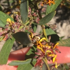 Daviesia mimosoides at Paddys River, ACT - 9 Oct 2021