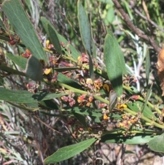 Daviesia mimosoides at Paddys River, ACT - 9 Oct 2021