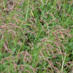 Gonocarpus tetragynus (Common Raspwort) at Wodonga, VIC - 10 Oct 2021 by KylieWaldon