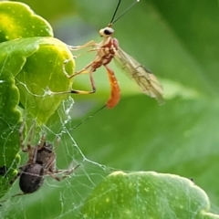 Ichneumonidae (family) at Holt, ACT - suppressed