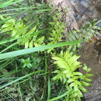 Blechnum minus (Soft Water Fern) at Paddys River, ACT - 9 Oct 2021 by Ned_Johnston