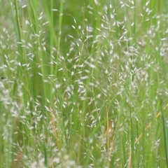 Aira (genus) (A Hair Grass) at Wodonga, VIC - 10 Oct 2021 by KylieWaldon
