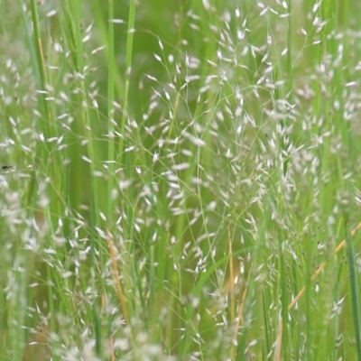 Aira sp. (A Hair Grass) at Wodonga, VIC - 9 Oct 2021 by KylieWaldon