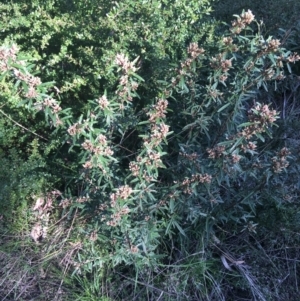 Olearia erubescens at Paddys River, ACT - 9 Oct 2021