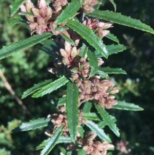 Olearia erubescens at Paddys River, ACT - 9 Oct 2021