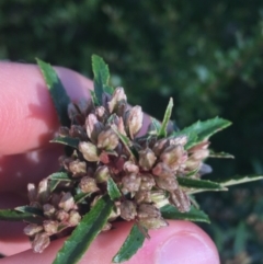 Olearia erubescens at Paddys River, ACT - 9 Oct 2021